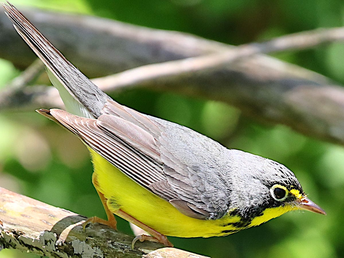 Canada Warbler