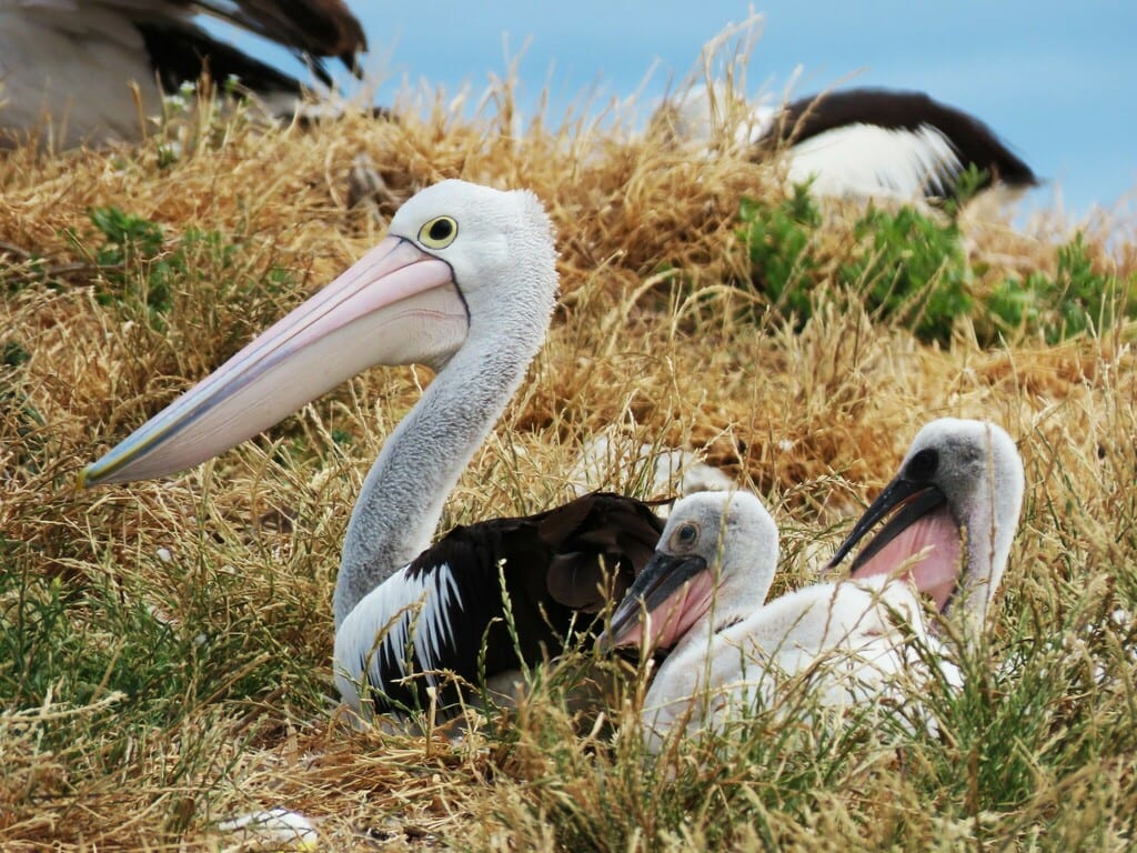 Australian Pelican