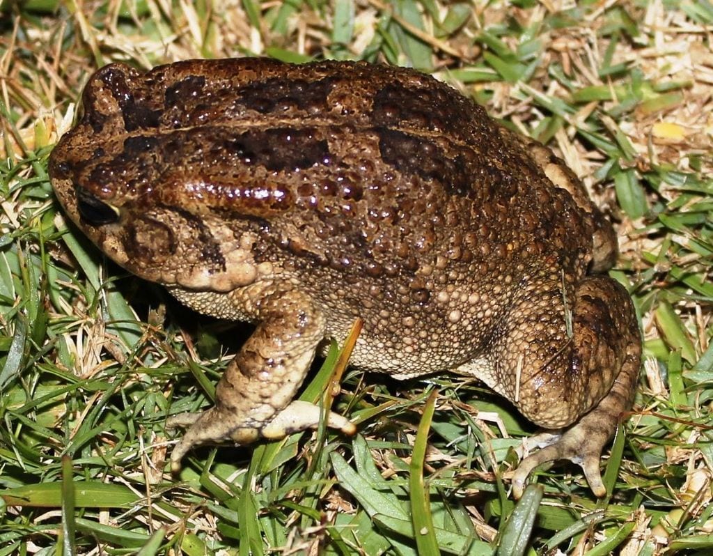 Gutteral Toad