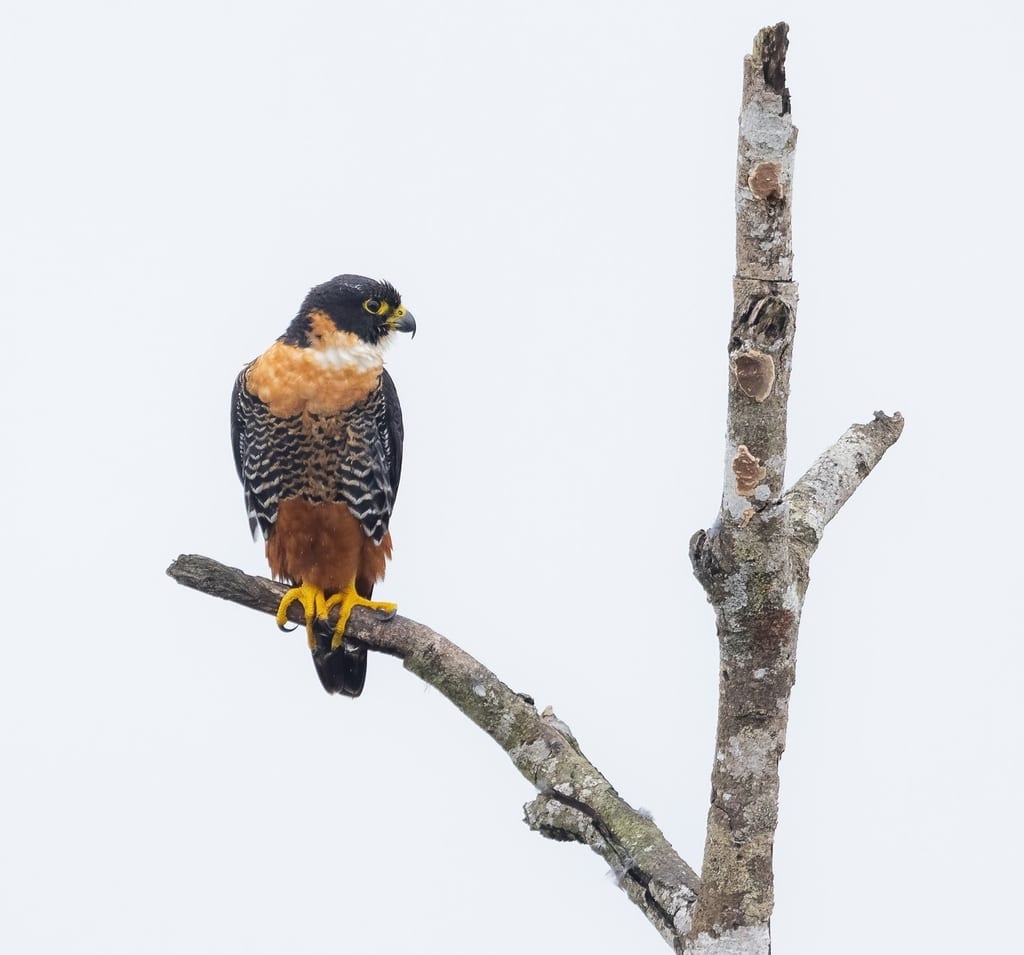 Orange-breasted Falcon