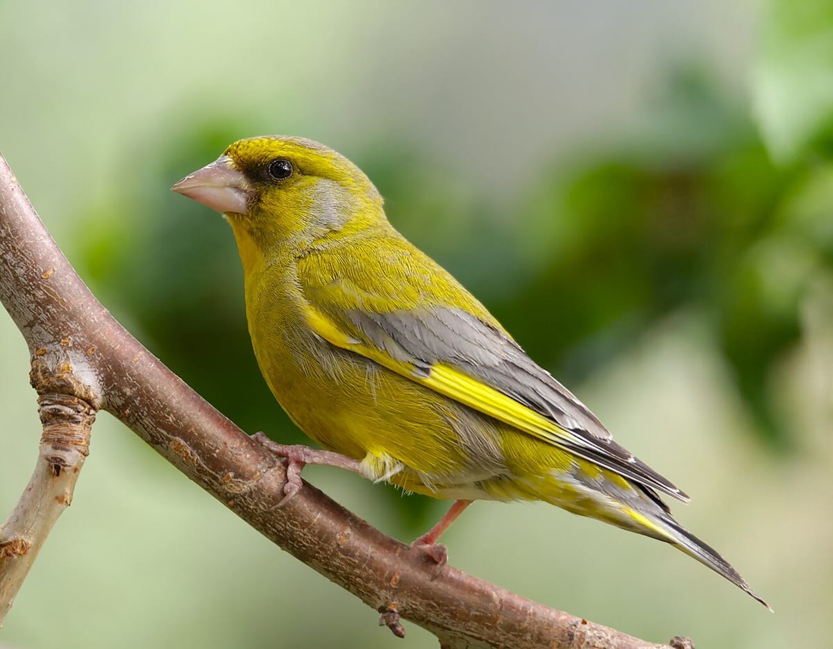 European greenfinch