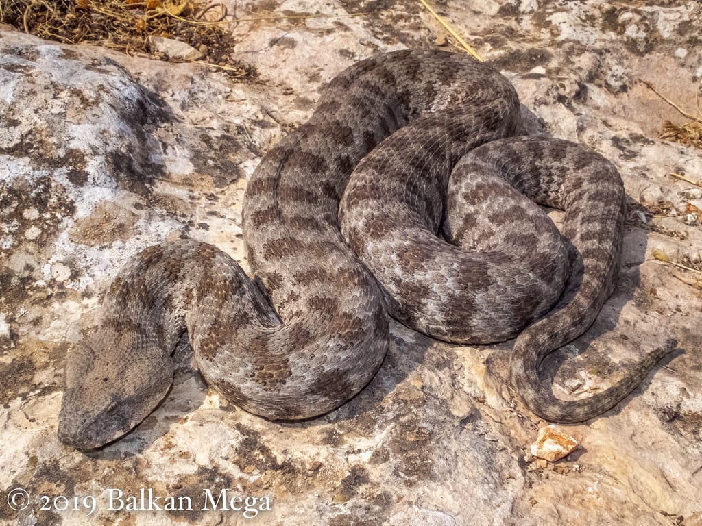 Levantine Viper