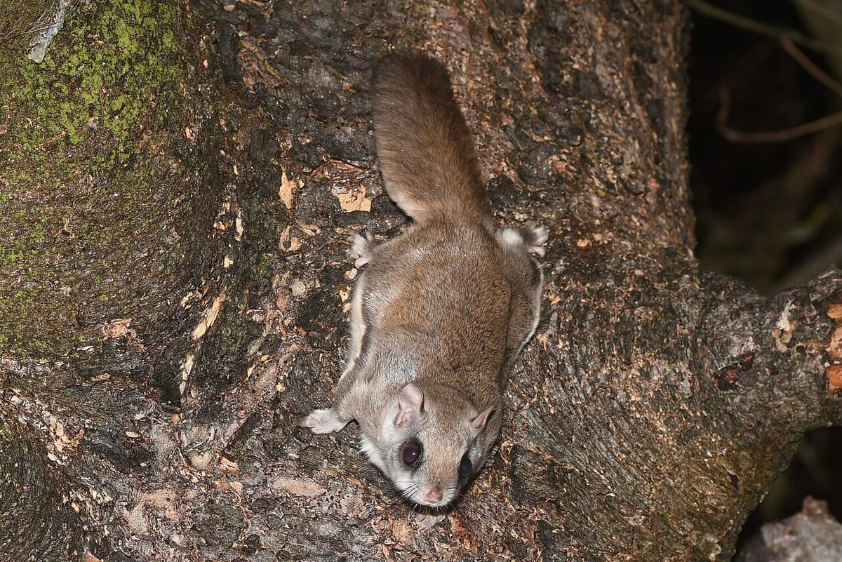 Northern Flying Squirrel