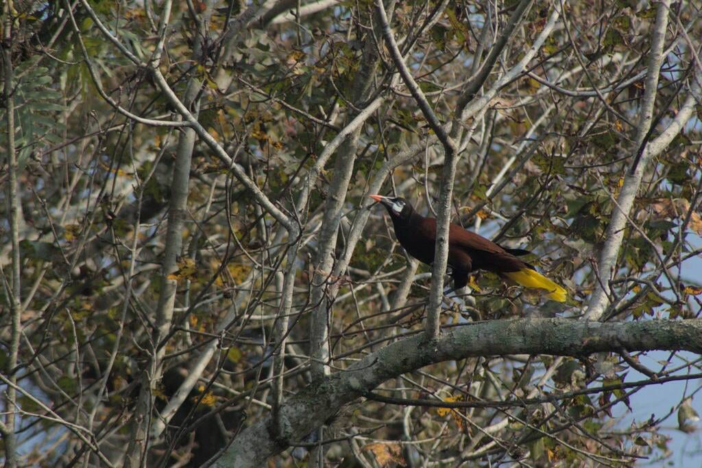 Montezuma Oropendola