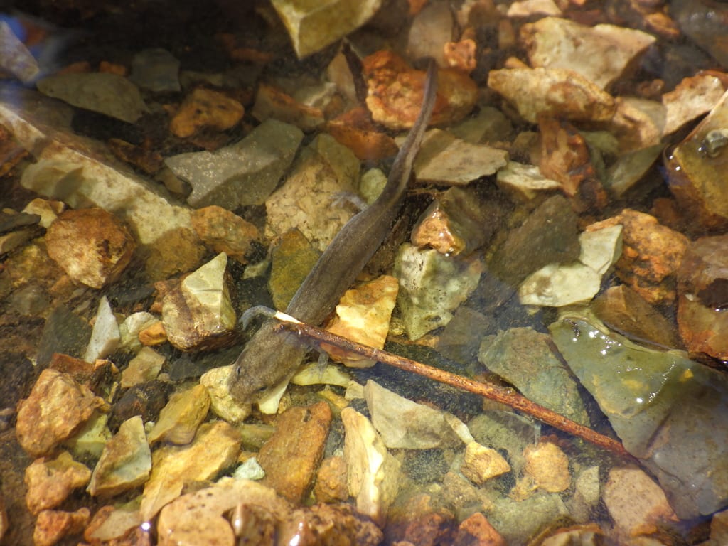 Grotto Salamander