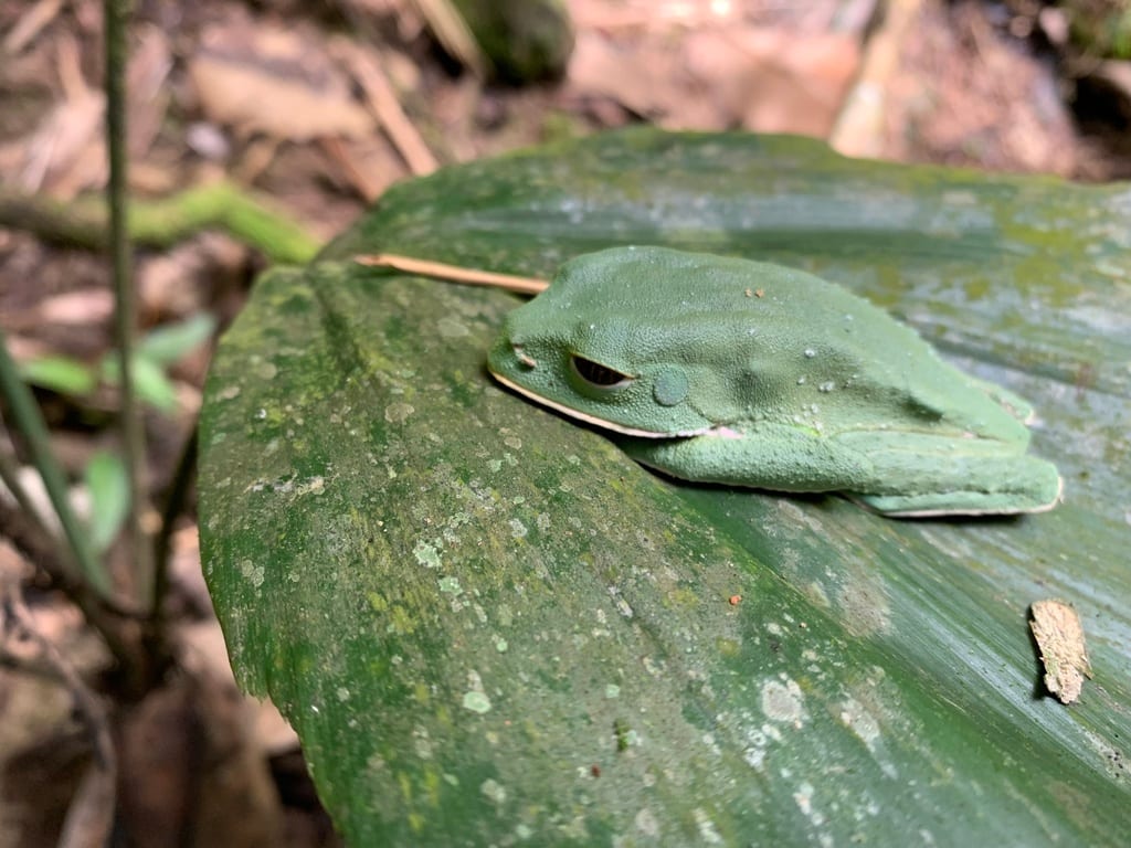 Brownbelly Leaf Frog
