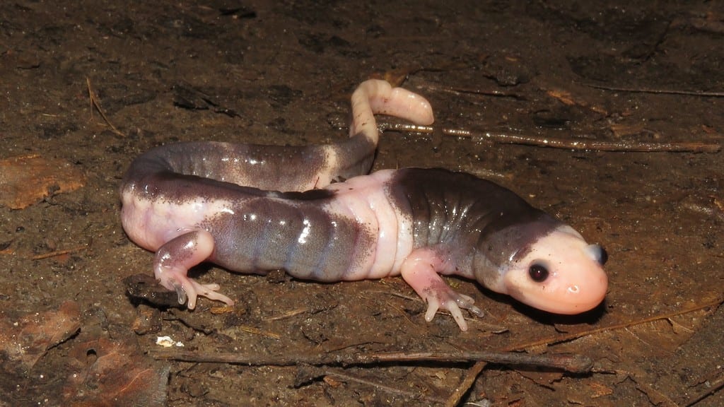 Spotted Salamander