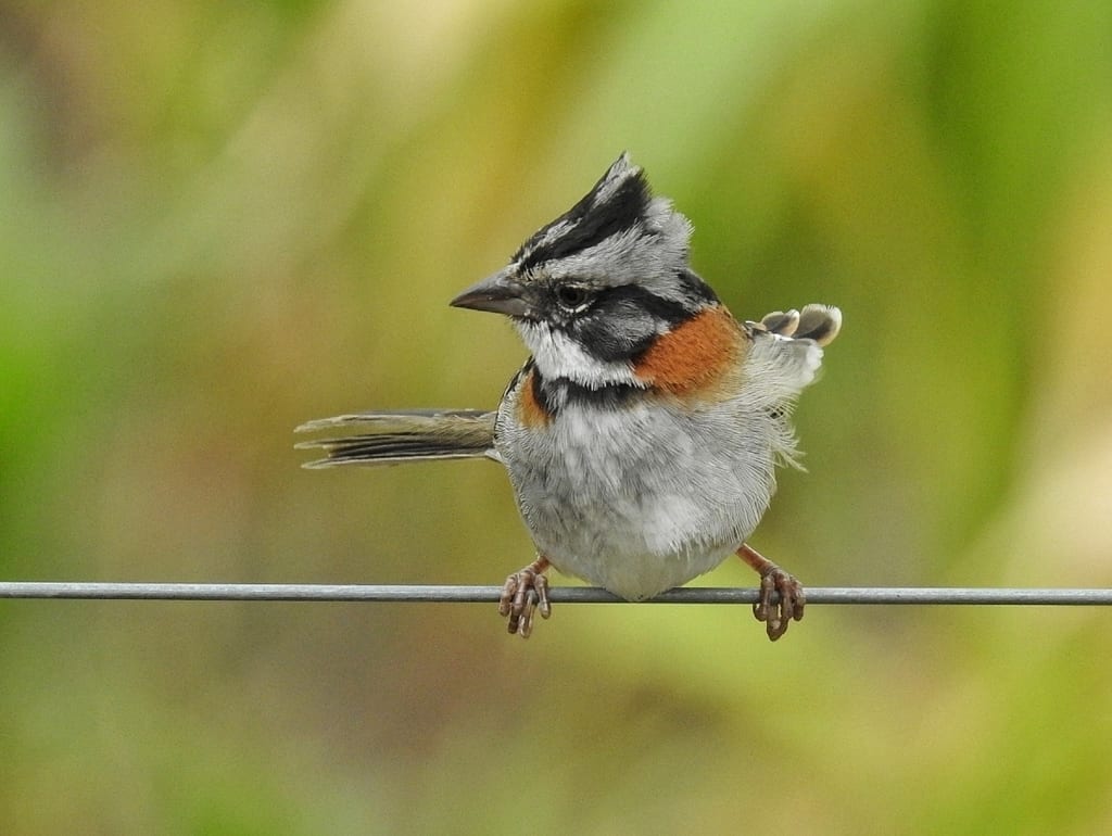 Rufous-Collared Sparrow