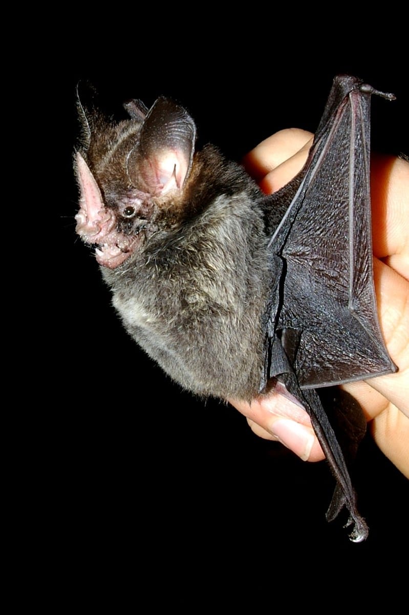 Striped Hairy-nosed Bat